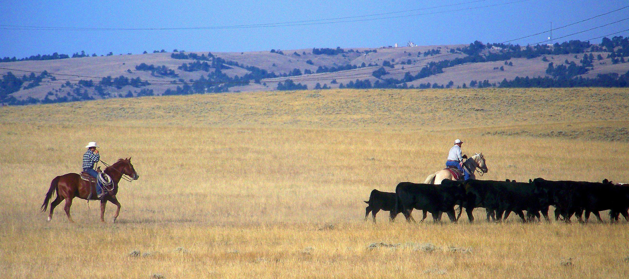 Cattle-drive-Natrona-County-Wyoming-USA